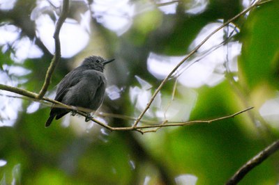 Choquinha-de-alagoas (Myrmotherula snowi) em Murici, Alagoas. Foto: Arthur Andrade