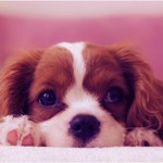 Médica veterinária adverte: cães e gatos devem ser evitados como presente