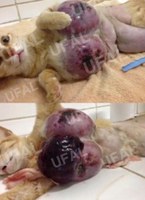 Pesquisa da Ufal alerta sobre venda indevida de remédio para cães e gatos