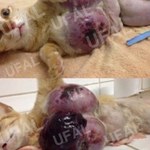 Pesquisa da Ufal alerta sobre venda indevida de remédio para cães e gatos