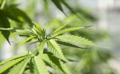 Oregon State University - Creative Commons