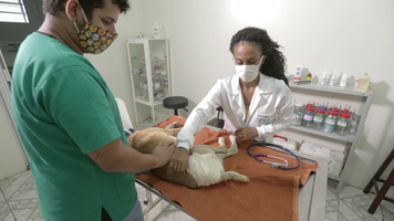 Braskem e Ufal desenvolvem programa de cuidado com animais em Maceió