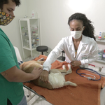 Braskem e Ufal desenvolvem programa de cuidado com animais em Maceió
