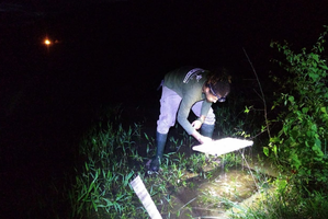 Pesquisa da Ufal desenvolve chave de identificação para girinos da Mata Atlântica