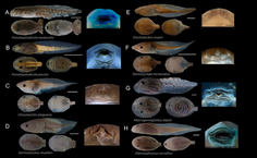 Pesquisa com girinos