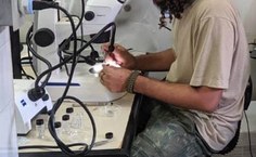 Pesquisa com girinos (Fotos: Patrícia Oliveira)