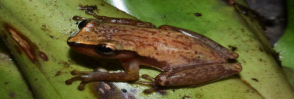 Pesquisa mostra espécies de anfíbios e répteis que estão ameaçados em Alagoas