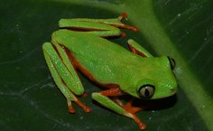 Agalychnis granulosa Parque Municipal setembro 2013