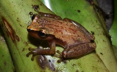 Phyllodytes gyrinaethes Murici julho 2013