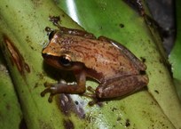 Phyllodytes gyrinaethes Murici julho 2013