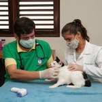 Programa garante vacinação de 100 felinos em um dia de campanha