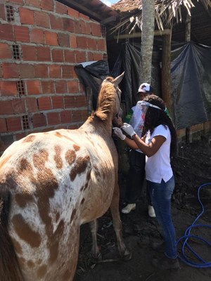 Animais de pequeno e grande porte serão vacinados contra raiva, tétano, leptospirose, herpesvirus, entre outras doenças Animais de pequeno e grande porte serão vacinados contra raiva, tétano, leptospirose, herpesvirus, entre outras doenças