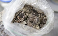 Material coletado em praia (Foto: Renner Boldrino)