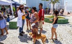 Vacinação de cães