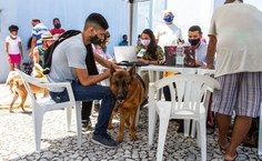 Vacinação de cães