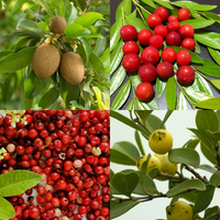 Projeto de professora da Ufal busca popularizar consumo de Pancs