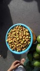 Fruta araça, já comercializada pelos agricultores de Piaçabuçu, também é foco do projeto sobre Pancs