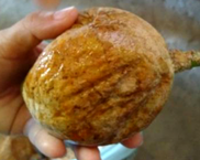 Jenipapo, consumido em sucos e licores, também terá seu consumo estimulado por meio do projeto
