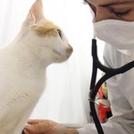 Ufal é referência na pesquisa sobre hiperplasia mamária em felinos