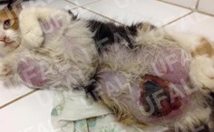 Pesquisa utilizou 79 animais com a neoplasia