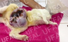 Pesquisa utilizou 79 animais com a neoplasia