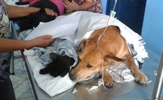 Ações Medicina Veterinária Ufal