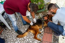 Ações Medicina Veterinária Ufal