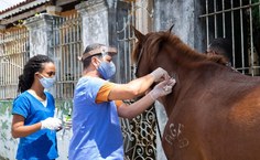Ações Medicina Veterinária Ufal