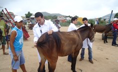 Ações Medicina Veterinária Ufal