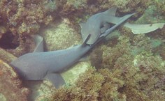 Doutoranda Cacilda Rocha