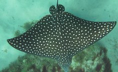 Doutoranda Cacilda Rocha