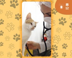 Estudo evidencia a existência de “acumuladores de animais” em Maceió