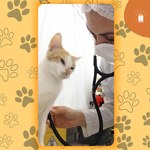 Estudo evidencia a existência de “acumuladores de animais” em Maceió