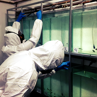 Pesquisadores analisam peixes contaminados e o efeito na saúde mental