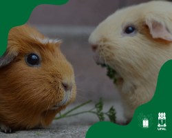 Comitê de Ética abre prazo para representantes de Sociedade de Animais
