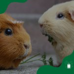Comitê de Ética abre prazo para representantes de Sociedade de Animais