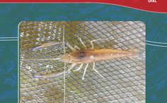 Professor Irũ Guimarães coordena o projeto