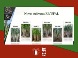 Variedades de cana-de-açúcar da Ufal têm alta produtividade agrícola