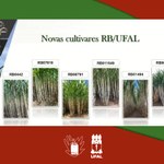 Variedades de cana-de-açúcar da Ufal têm alta produtividade agrícola