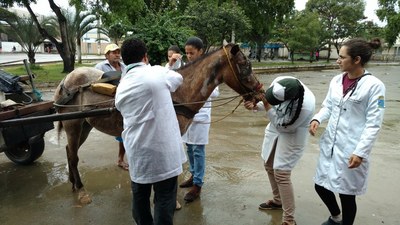 Equipe fazendo atendimento aos animais