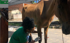 Trabalho de campo do Grupequi