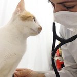 Pesquisa com felinos na Ufal avança e vira Projeto de Lei na proteção animal no Brasil