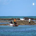 Pesquisa sobre impacto do óleo no litoral é divulgada em revista internacional