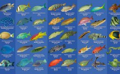 Espécies da APA Costa dos Corais