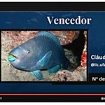 Foto de peixe ameaçado de extinção vence concurso de fotografia