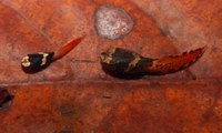 Pesquisa na Ufal utiliza DNA de sapos adultos para identificar girinos
