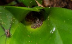 Frostius pernambucensis