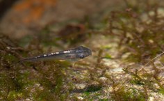 HYlomantis granulosa