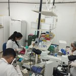 Pesquisa investiga potencial do extrato do quiabo no tratamento contra o câncer