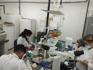 Parte_da_equipe_executando_o_experimento-_Profa_Jamylle,_Julianderson,_Everlaine_(sentada_de_touca)_e_Juliane_Silva_(próximo_ao_microscópio).jpg
